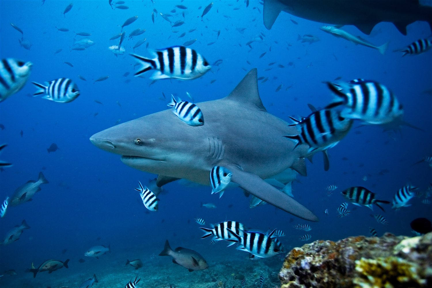 Thailand Endangered Species Sharks & Turtles | Funky Turtle