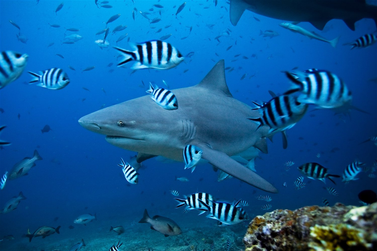 www.thefunkyturtle.com-endangered-bull-shark-on-koh-tao