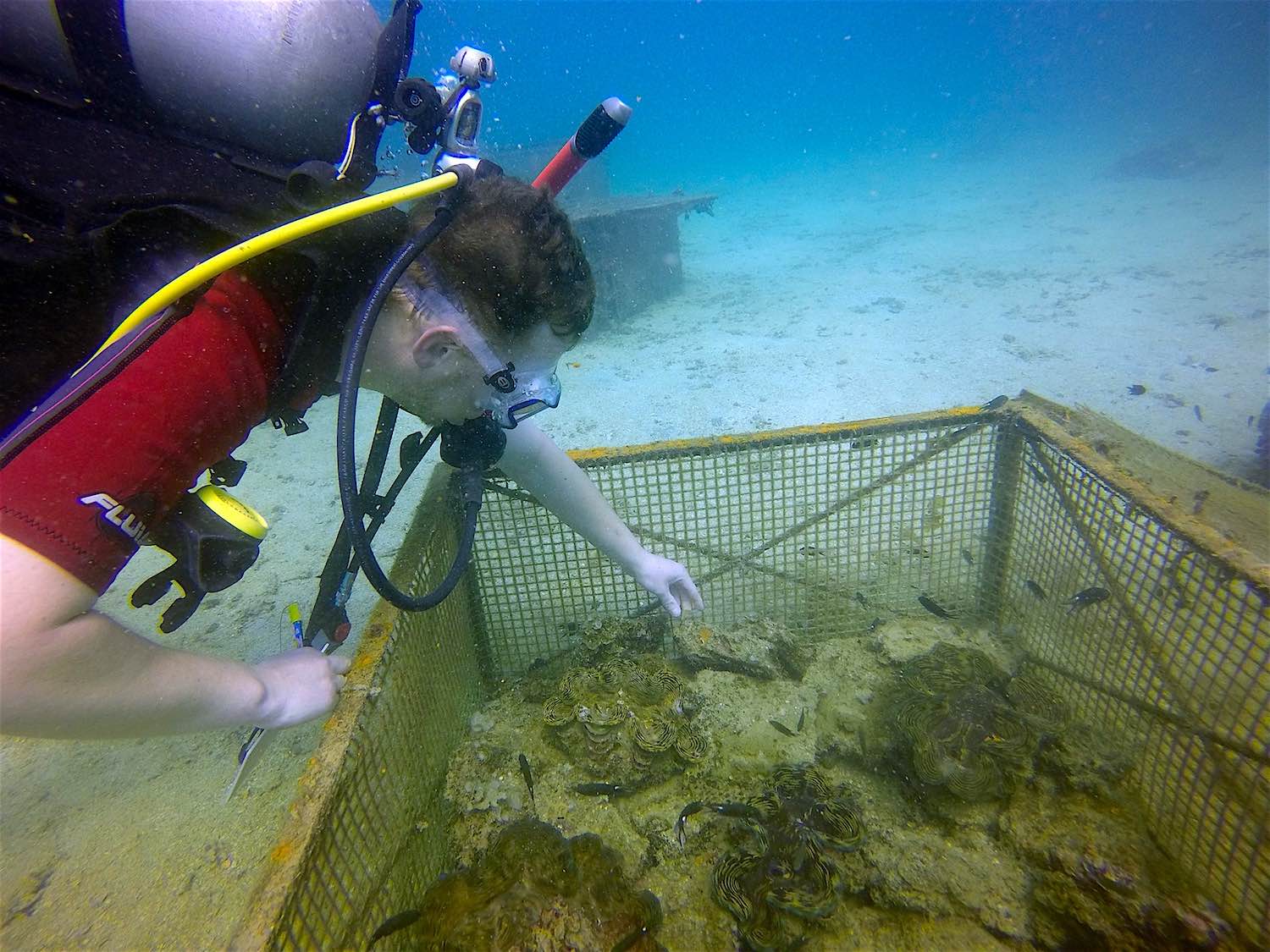 www.thefunkyturtle.com giant clam nursery on koh tao