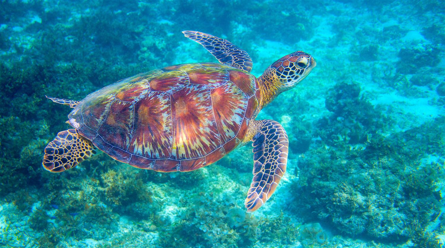 www.thefunkyturtle.com-green-sea-turtle-on-koh-tao