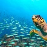 Endangered Hawksbill Sea Turtle