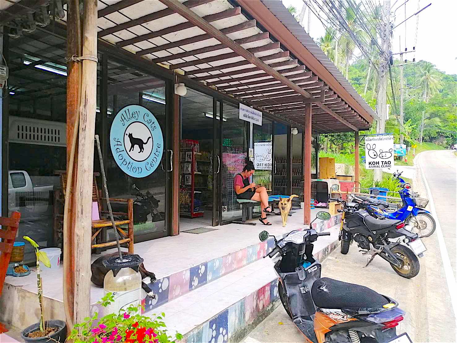 www.thefunkyturtle.com koh tao animal clinic