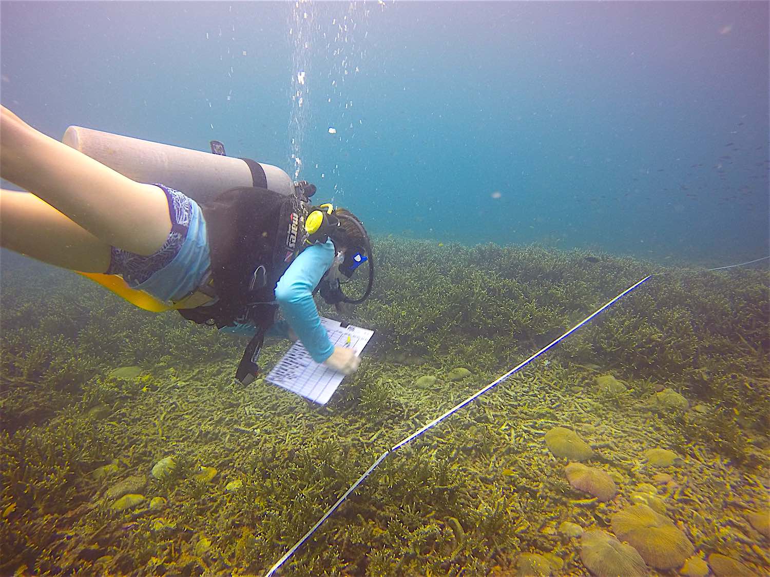 www.thefunkyturtle.com koh tao reef check surveys emp