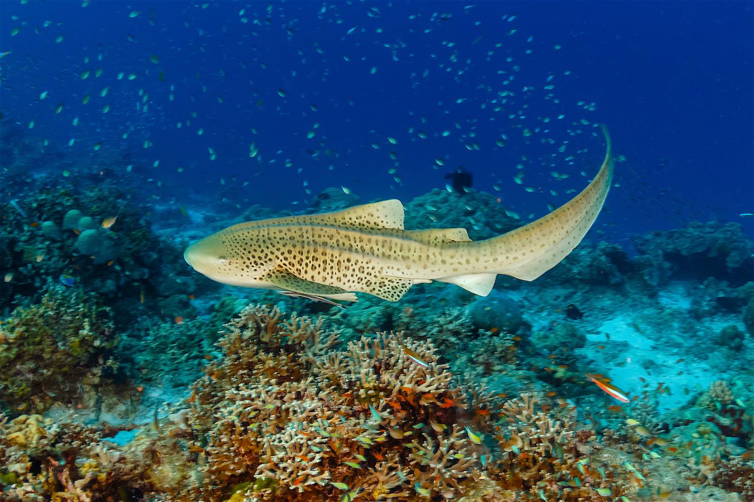 www.thefunkyturtle.com-leopard-shark-on-koh-tao