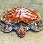 Endangered loggerhead Sea Turtle