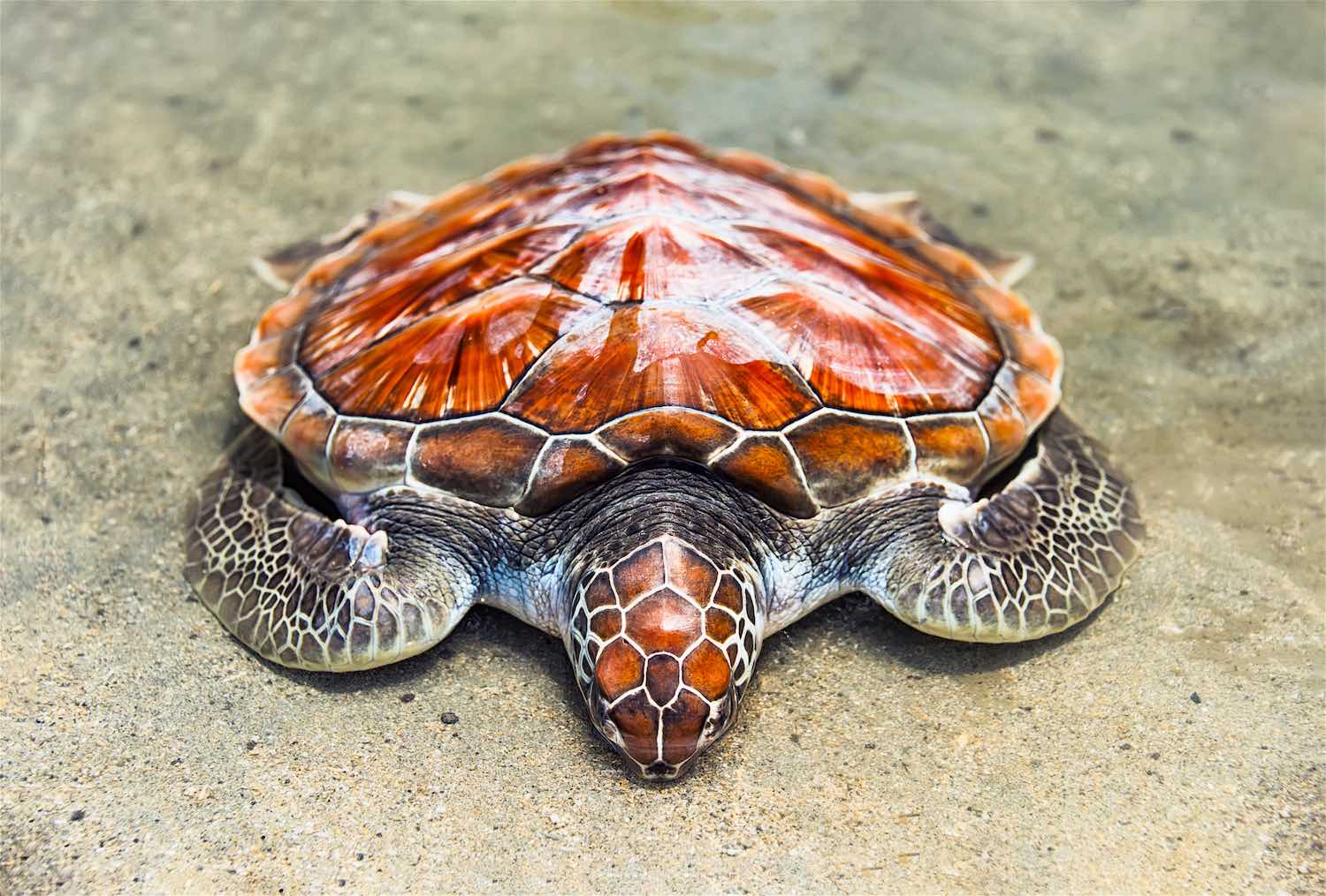 www.thefunkyturtle.com-loggerhead-sea-turtle-on-koh-tao