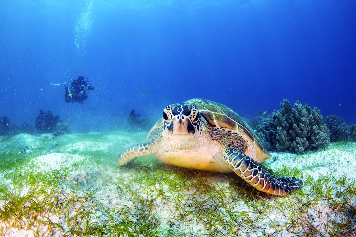 www.thefunkyturtle.com-marine-life-interaction-green-sea-turtle-koh-tao