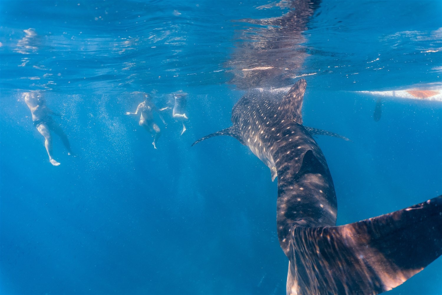 www.thefunkyturtle.com-marine-life-interaction-on-koh-tao