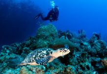 thefunkyturtle.com-marine-life-interaction-turtle-koh-tao