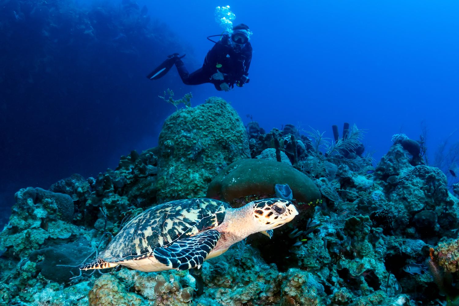 www.thefunkyturtle.com-marine-life-interaction-turtle-koh-tao