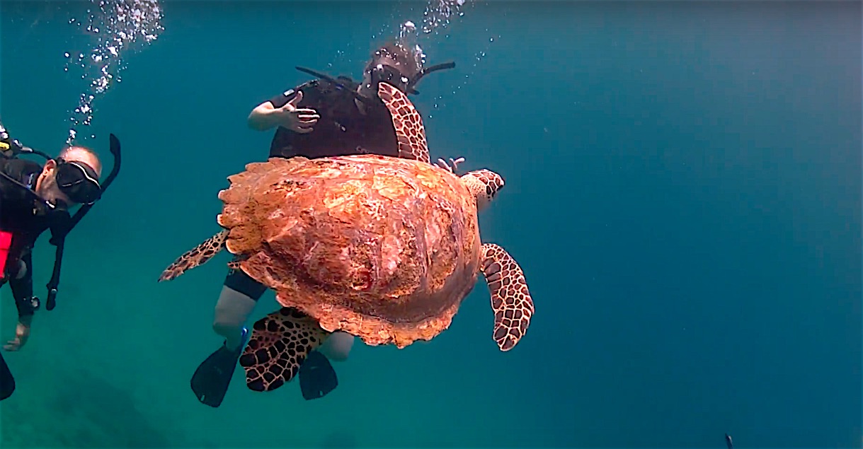 www.thefunkyturtle.com marine life on the open water course