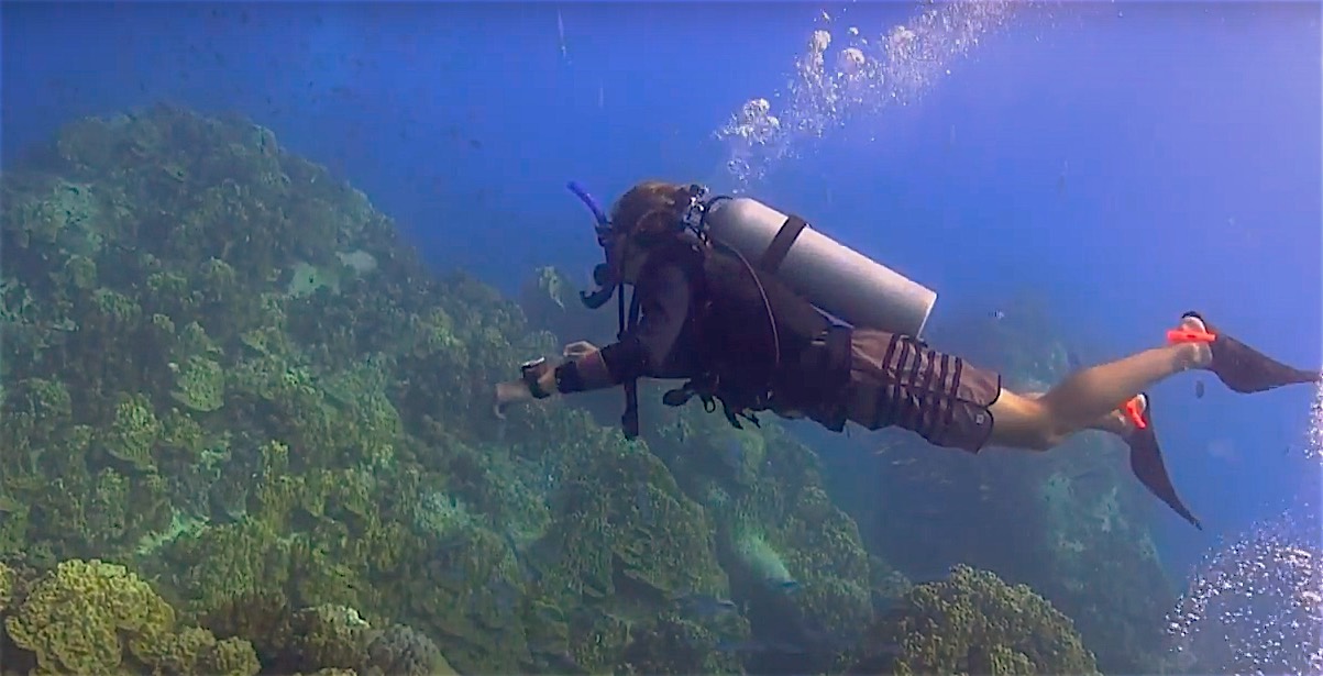 www.thefunkyturtle.com open water course on koh tao