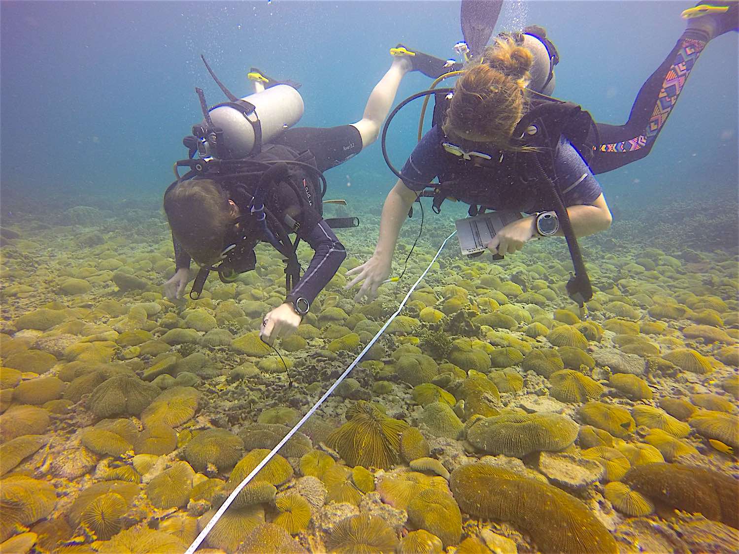 www.thefunkyturtle.com reef check surveys emp koh tao