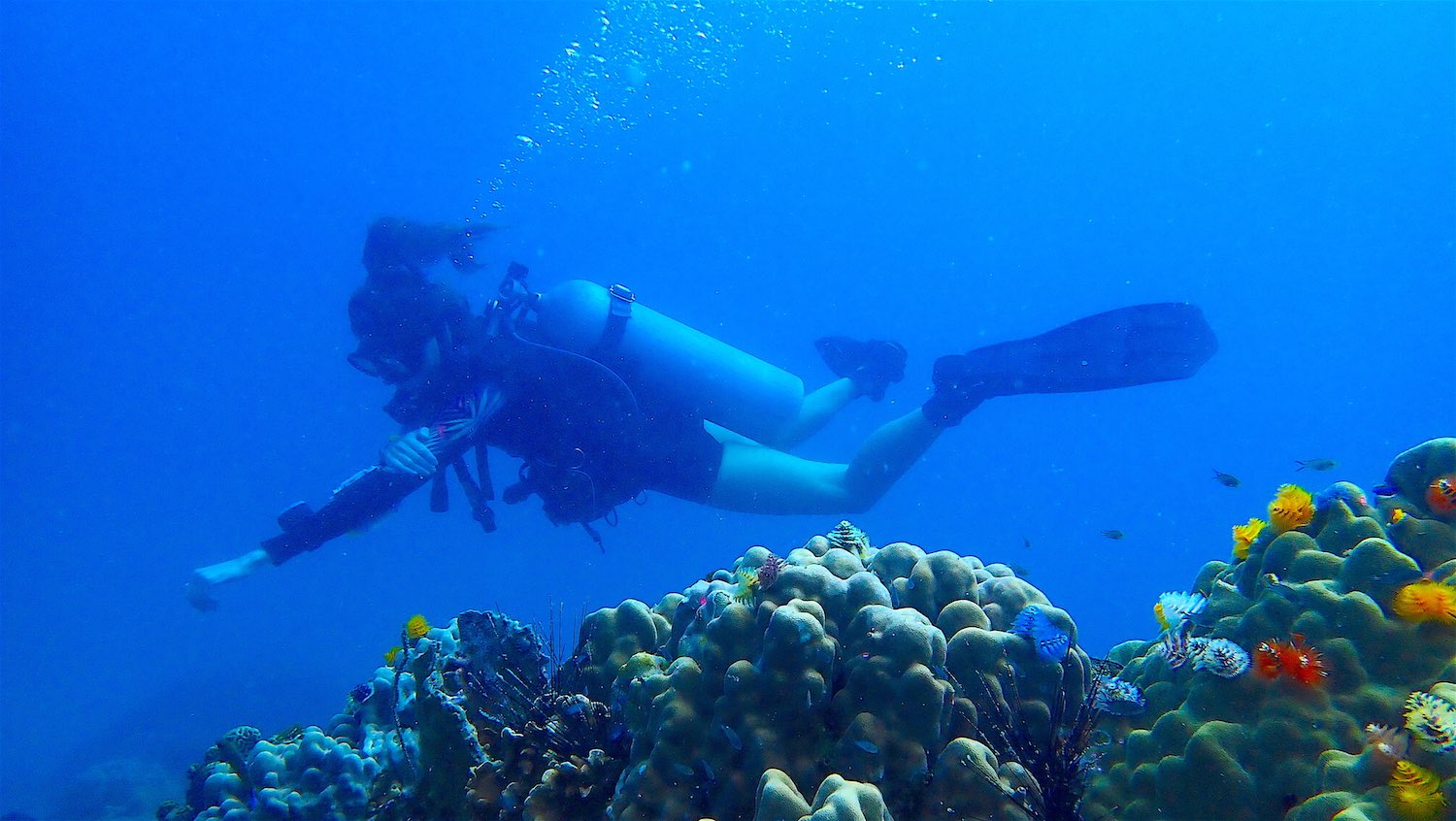 www.thefunkyturtle.com scuba diving courses on koh tao