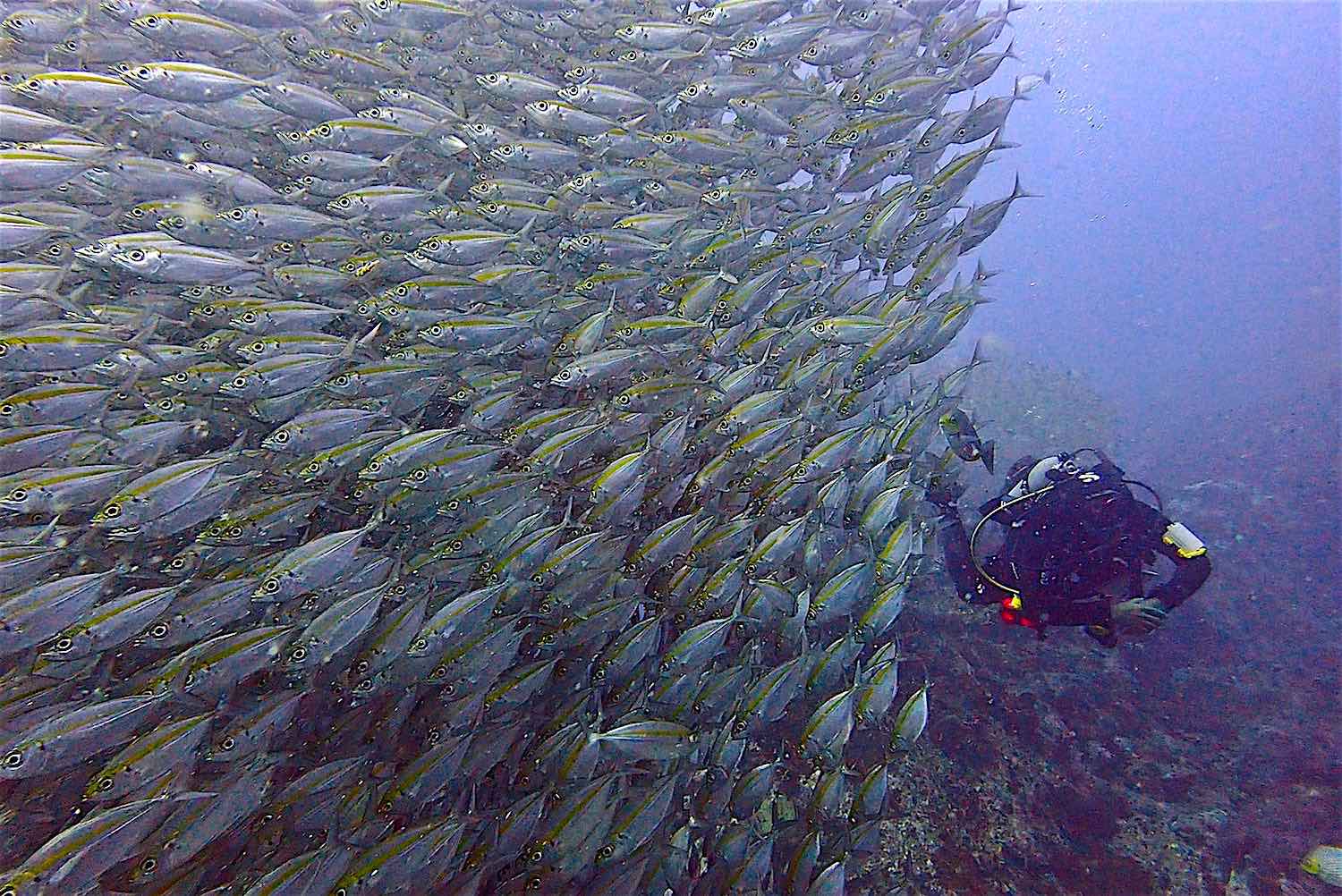 www.thefunkyturtle.com scuba diving fun koh tao