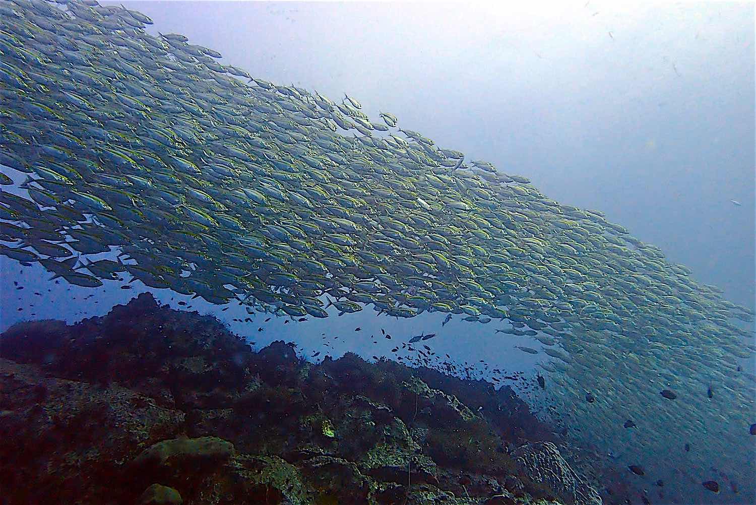 www.thefunkyturtle.com scuba diving koh tao