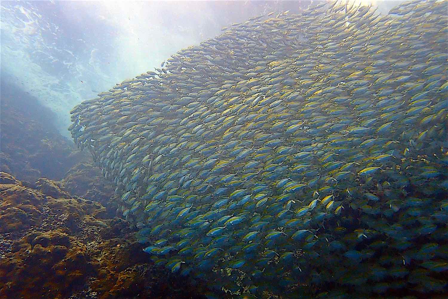 www.thefunkyturtle.com scuba diving marine life koh tao