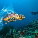 Hawksbill Sea Turtle in Plastic