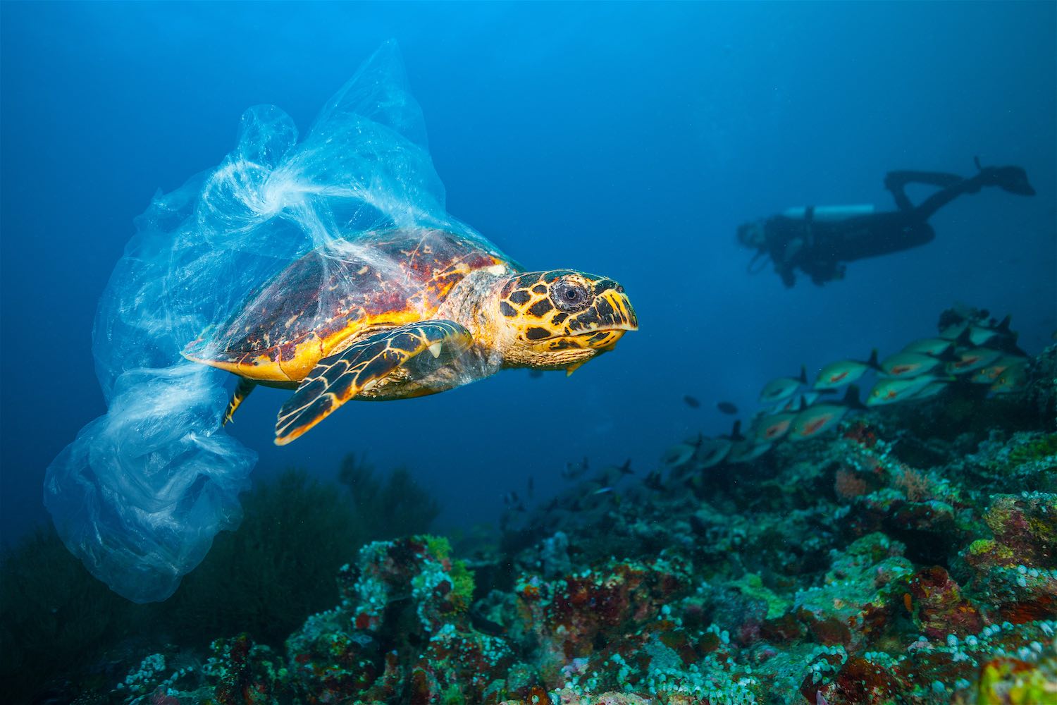 www.thefunkyturtle.com-sea-turtle-on-koh-tao