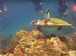 thefunkyturtle.com sea turtles fun diving koh tao