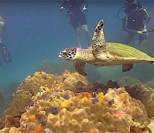 thefunkyturtle.com sea turtles fun diving koh tao