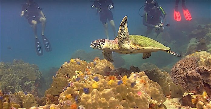 Fun Diving with Sea Turtles on Koh Tao thefunkyturtle.com sea turtles fun diving koh tao