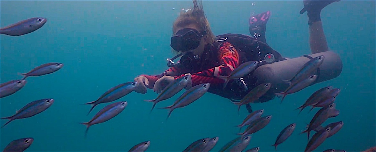 www.thefunkyturtle.com sidemount diving koh tao