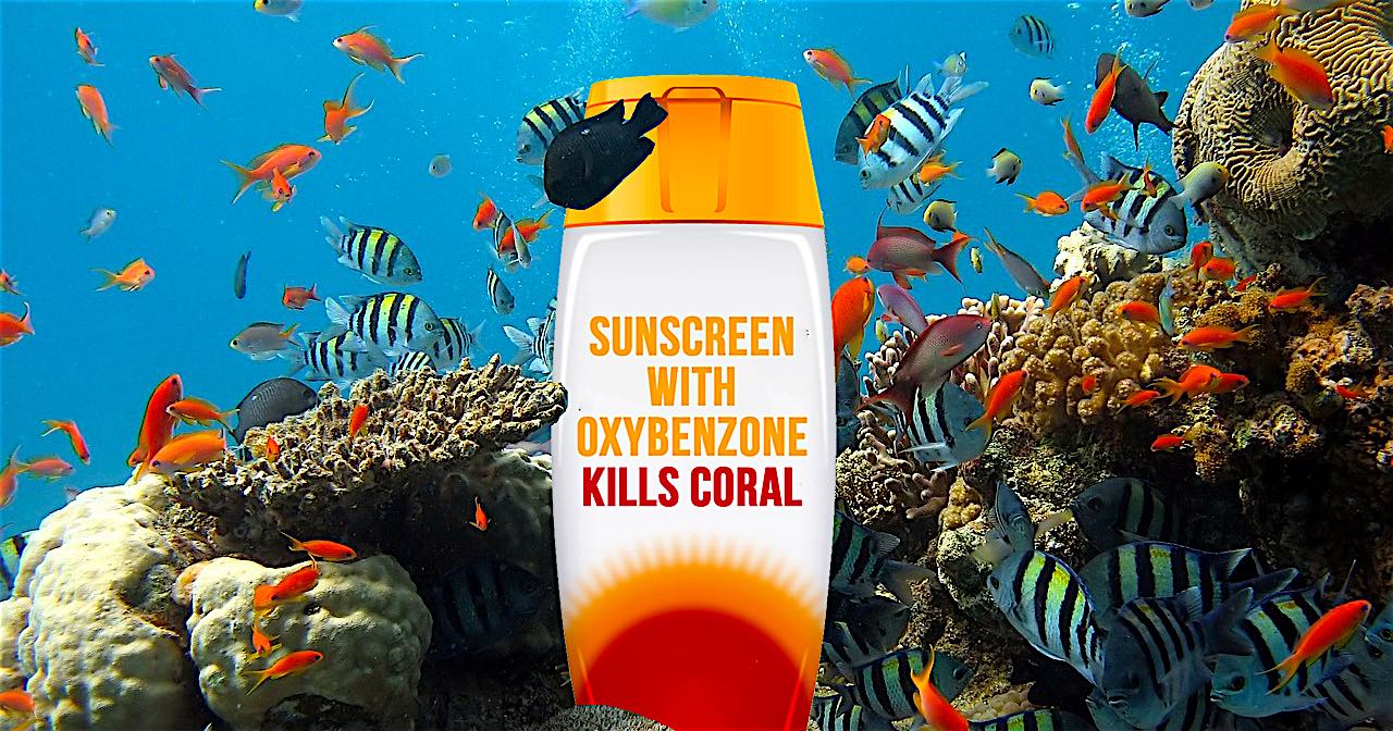 www.thefunkyturtle.com suncreen and coral reefs