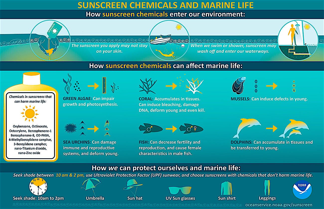 www.thefunkyturtle.com suncreen damages coral reef chart