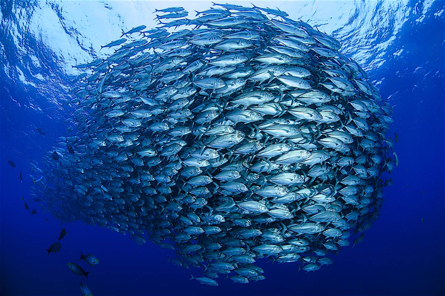 www.thefunkyturtle.com-trevally-baitball-on-koh-tao