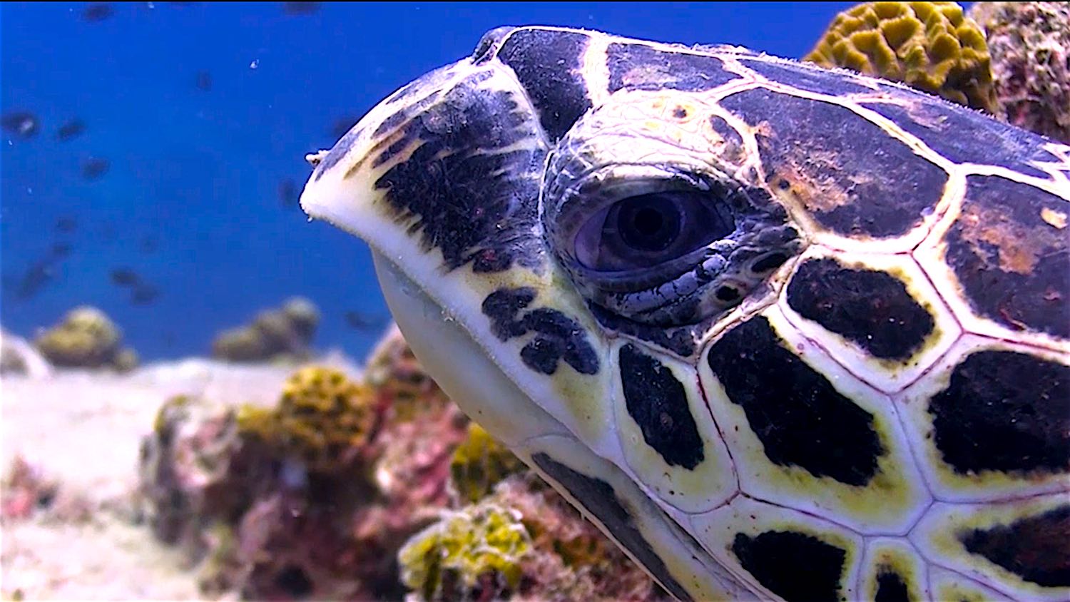 www.thefunkyturtle.com underwater videography courses koh tao turtles