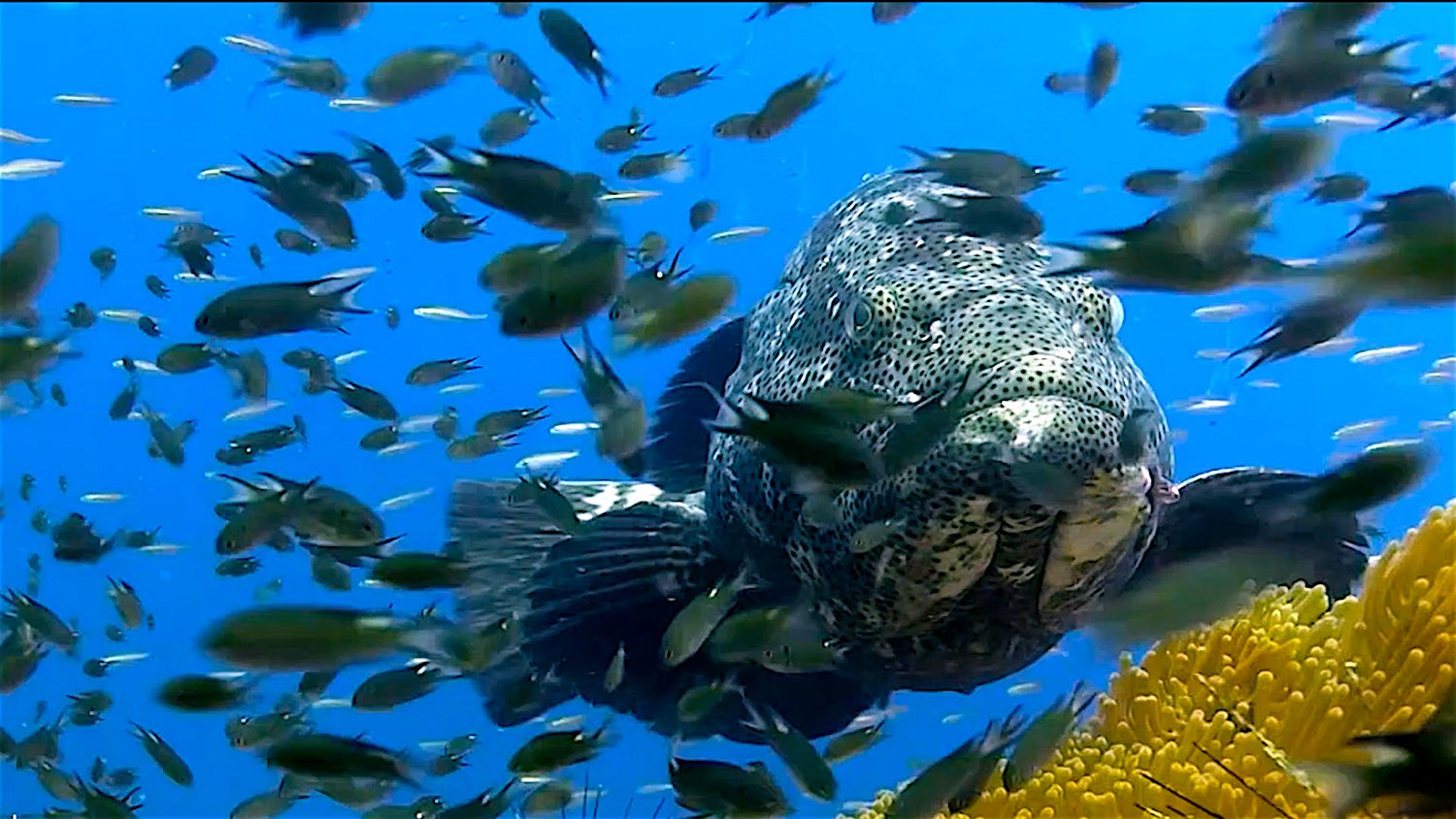 www.thefunkyturtle.com underwater videography koh tao