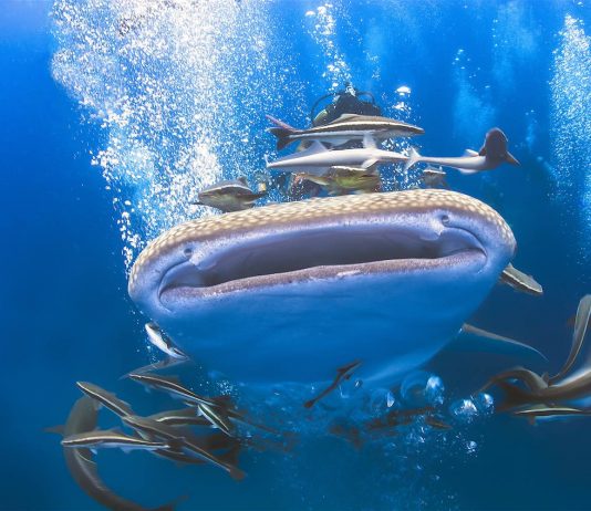 thefunkyturtle.com-whaleshark-on-koh-tao