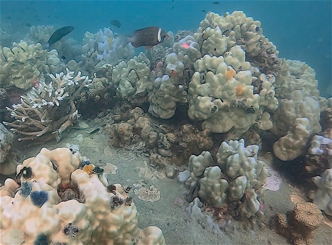 www.thefunkyturtle.com coral bleaching effects thailand