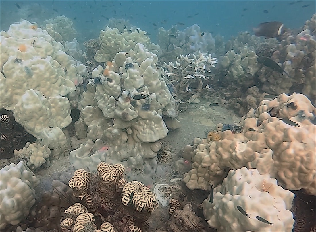 www.thefunkyturtle.com coral bleaching events on koh tao