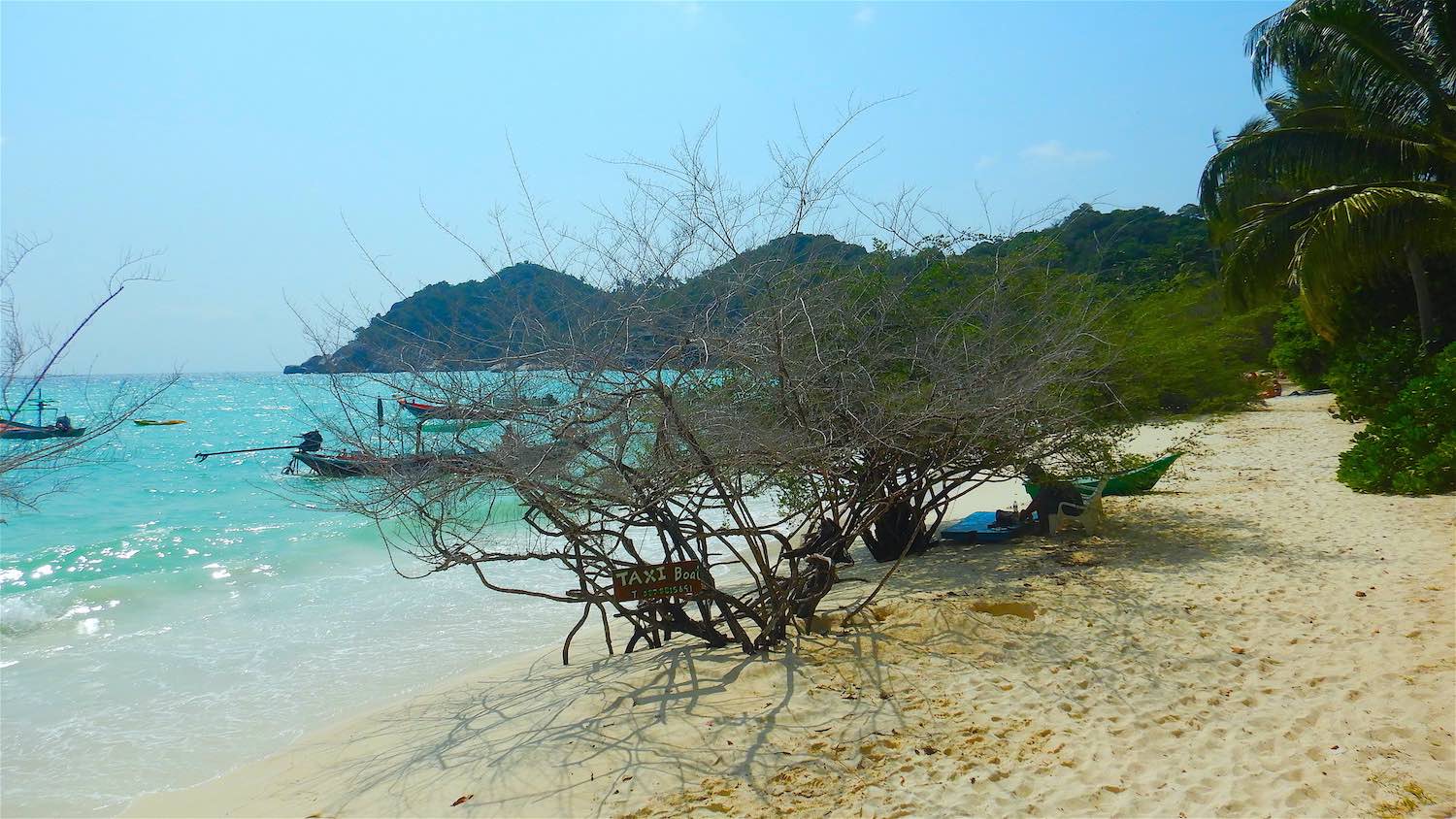 www.thefunkyturtle.com shark Bay Koh Tao Thailand