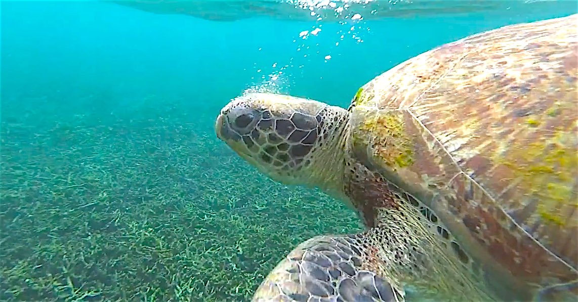 www.thefunkyturtle.com shark bay snorkel koh tao