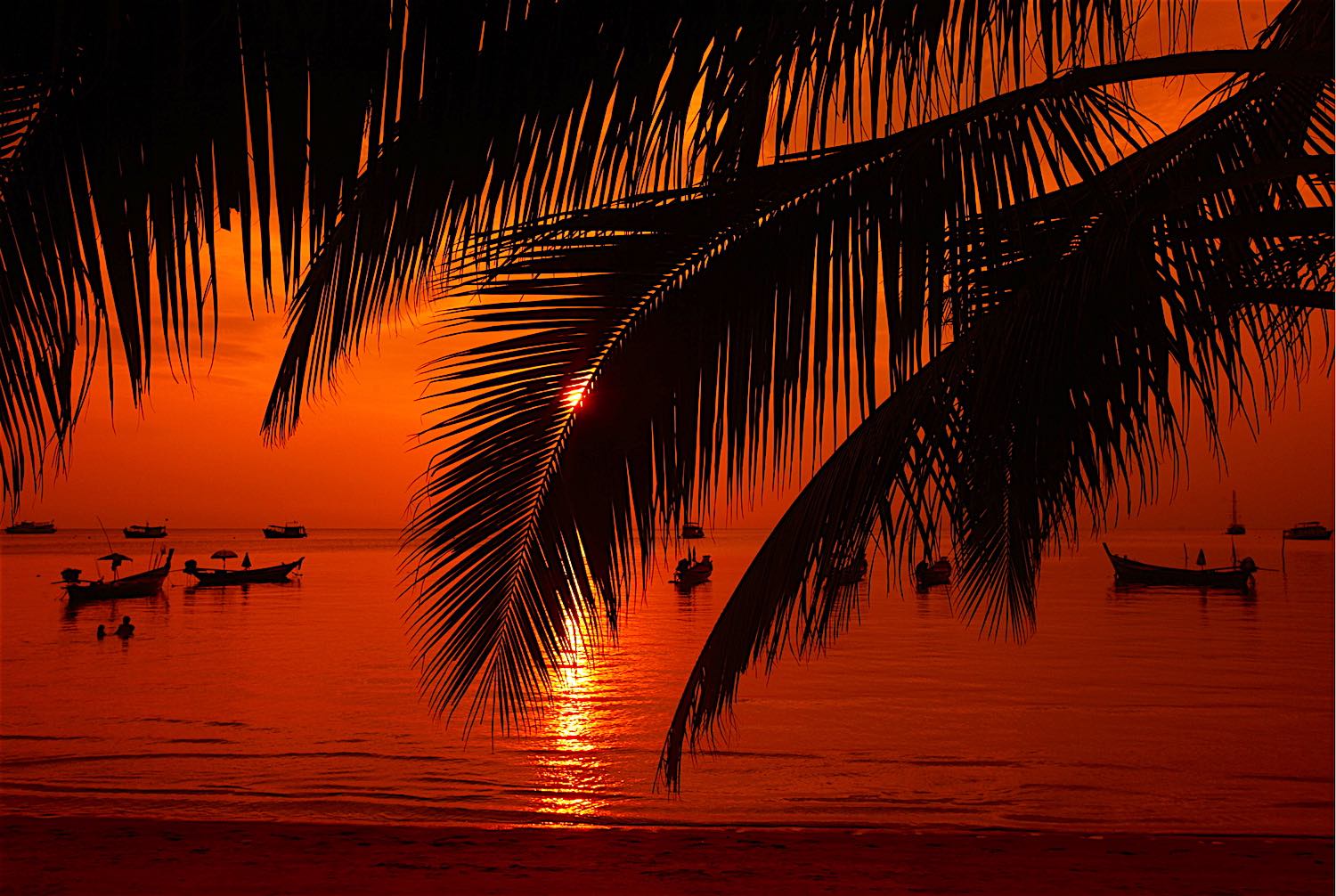 www.thefunkyturtle.com-sunset-on-koh-tao-palm-trees