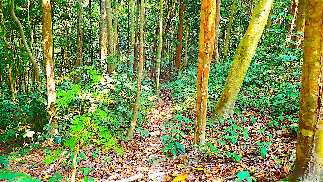 www.thefunkyturtle.com lighthouse bay on ko tao island jungle trek