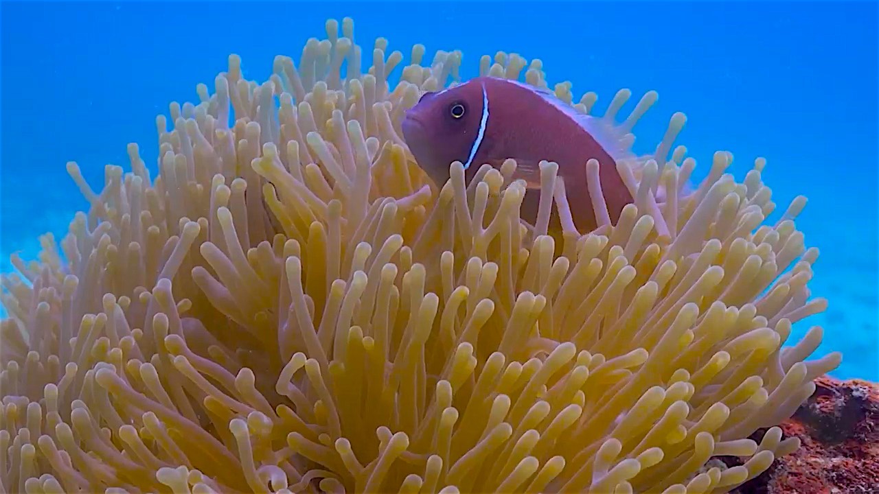 www.thefunkyturtle.com koh nang yuan marine life