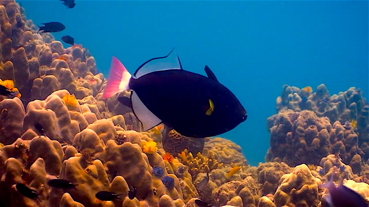 www.thefunkyturtle.com pink tailed triggerfish