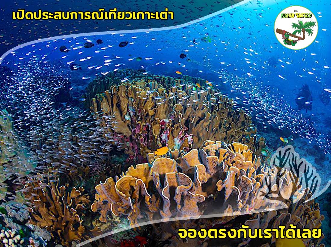 Marine Conservation courses Koh Tao