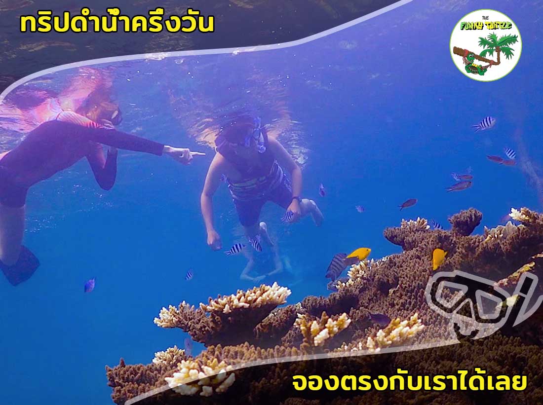 Best half day snorkel trips koh tao in Thailand